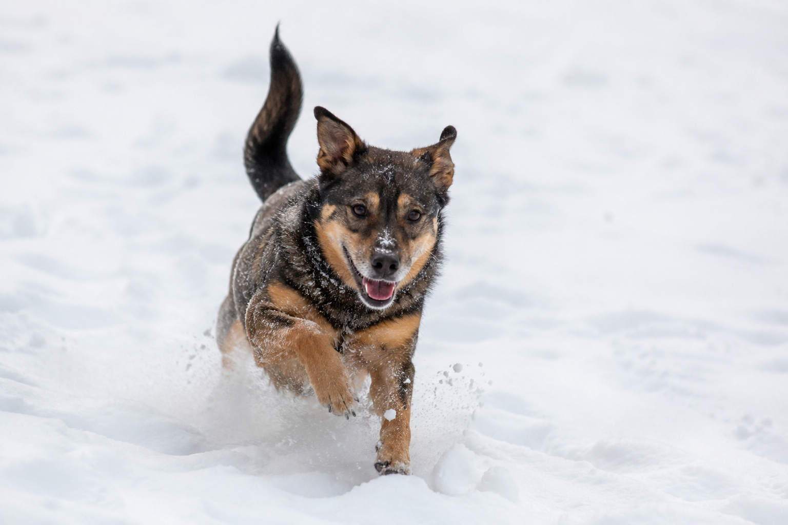 Thing To Do Pet Friendly Lodging 