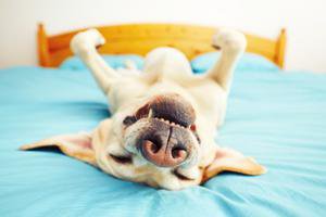 Image for Pet Friendly Deals